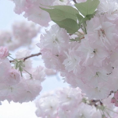 Furry二次元拟人美学兽圈群